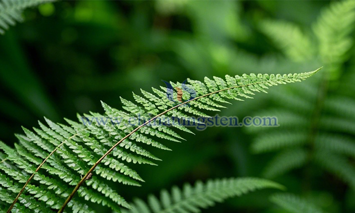 Picture of dicranopteris dichotoma