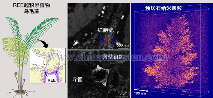 Rare Earth Elements Biomineralize into Lanthanum Monazite Nanocrystalline Aggregates in Blechnum orientale (Xinhua)